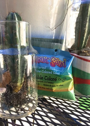 Place a cactus inside the container and layer colored sand to create beautiful effects!